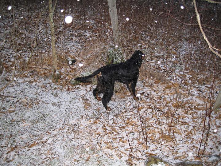 crgordons_049.jpg - Oliver looking at some of the wildlife in the snow. The large white spots in the photo are snowflakes reflecting the camera flash.
